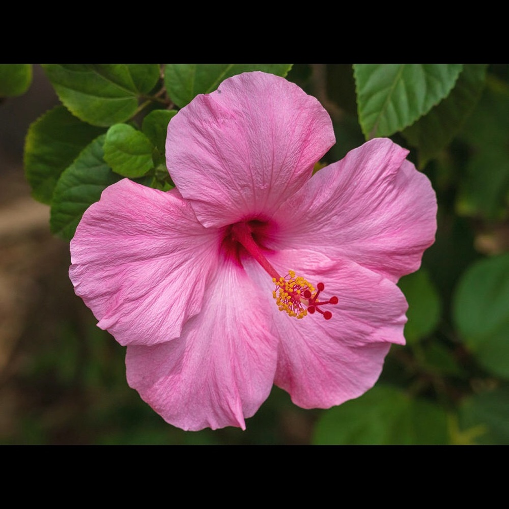 Meet your Posher, Hailey